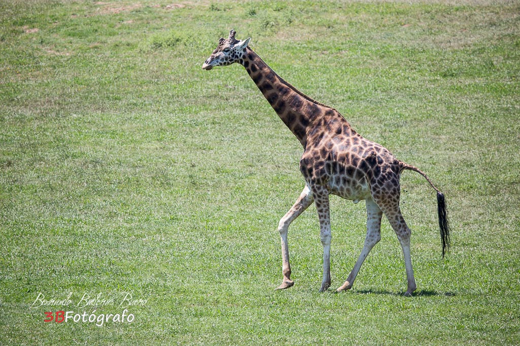 Girafa